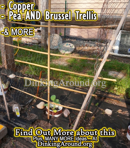 Brussel Sprout Trellis